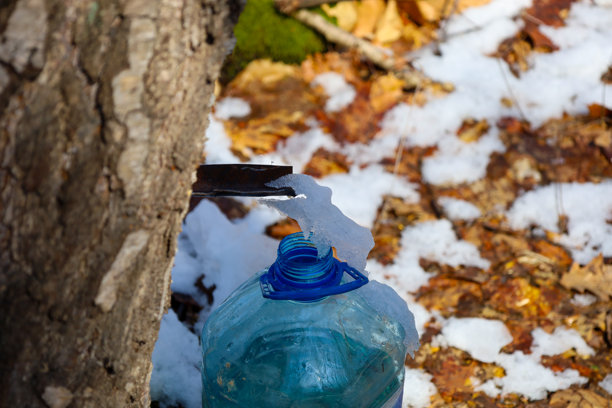 这张图片展示了一只塑料水瓶的特写，放置在冬季森林中的一棵树旁。水从插入树中的金属管滴落，汇集在瓶子里。图片下载