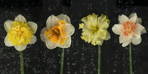 黑色背景上的水滴与水仙花。四种不同品种的水仙花特写。照片墙纸。图片下载