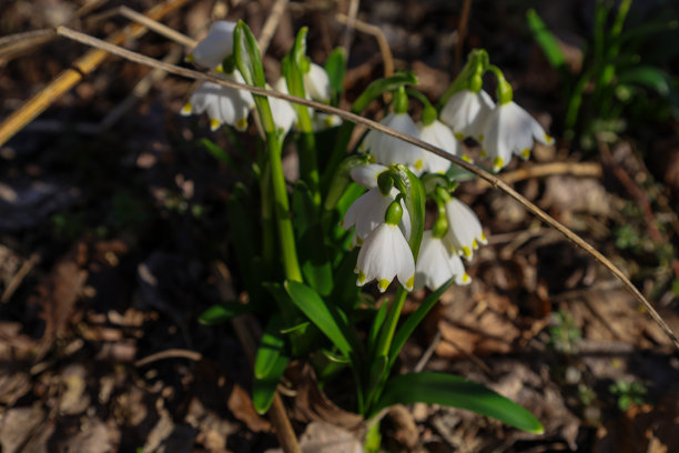 这张照片展示了一群白色春花在干枯的树叶和树枝间生长的特写。花朵呈钟形，白色花瓣带有黄色边缘。图片下载