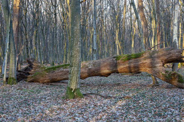 这张照片描绘了一棵倒下的树 lying 在森林的地面上。这棵树又大又老，粗壮的树干上覆盖着苔藓。图片下载