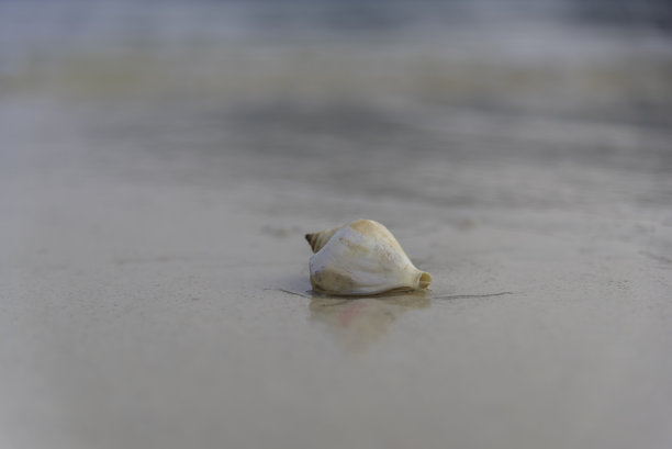 美丽的条纹贝壳在沙滩上作为照片背景图片下载
