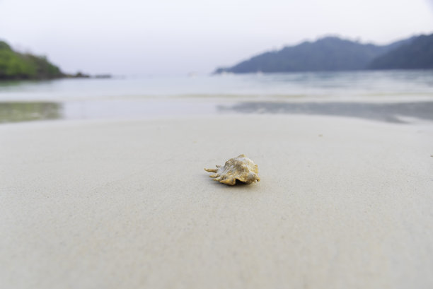 美丽的条纹贝壳作为照片背景的沙滩图片下载