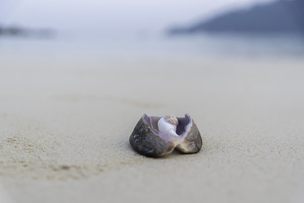 美丽的条纹贝壳作为照片背景的沙滩图片下载