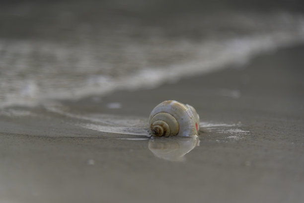 美丽的条纹贝壳在沙滩上作为照片背景图片下载