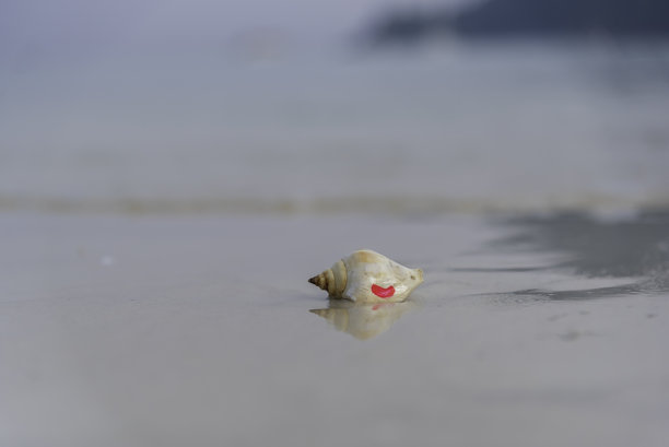 美丽的条纹贝壳在沙滩上作为照片背景图片下载