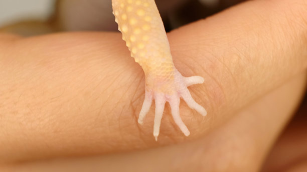 一只豹纹壁虎的脚掌特写， resting 在人类皮肤上，展示了它细腻的鳞片和娇嫩的脚趾。这张图片突显了人类与异宠之间的触觉联系。图片下载