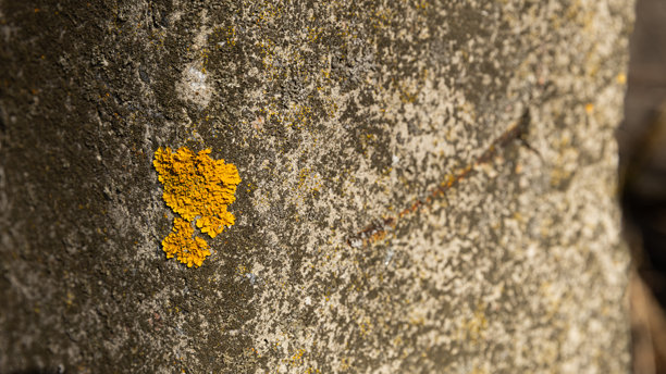 特写照片显示一块表面有黄色地衣的岩石图片下载
