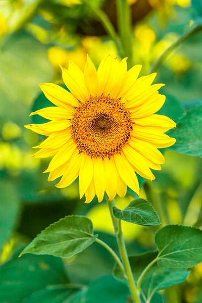 农业田野上盛开的黄色向日葵，背景是多云的天空。向日葵田。金色日落。向日葵特写。农业产业。耕作土地的照片。花卉图像。图片下载