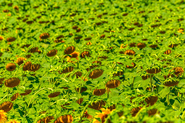 农业田野上盛开的黄色向日葵，背景是多云的天空。向日葵田。金色日落。向日葵特写。农业产业。耕作土地的照片。花卉图像。图片下载