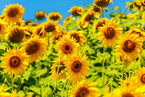 农业田野上盛开的黄色向日葵，背景是多云的天空。向日葵田。金色日落。向日葵特写。农业产业。耕作土地的照片。花卉图片。图片下载