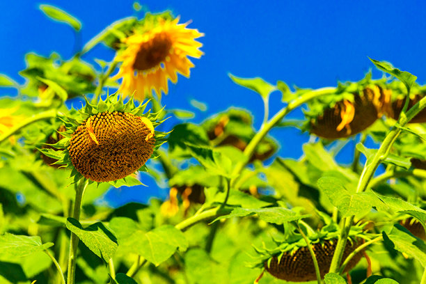 农业田野上金黄色的向日葵与天空中的云朵相映成趣。向日葵田。金色日落。向日葵特写。农业产业。耕作土地的照片。花卉图像。图片下载