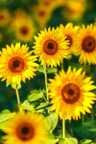 农业田野上盛开的黄色向日葵，背景是多云的天空。向日葵田。金色日落。向日葵特写。农业产业。耕作土地的照片。花卉图像。图片下载