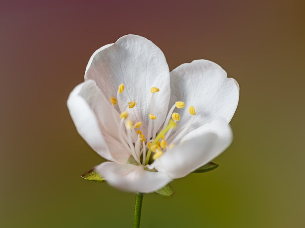 野生田野玫瑰花的特写。使用十五张照片的焦点堆叠技术。图片下载