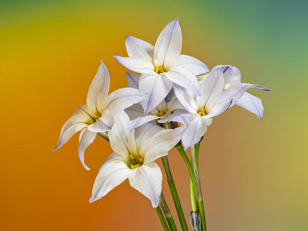 Ipheion uniflorum花头的特写。使用焦点堆叠摄影技术拍摄的十五张照片。图片下载