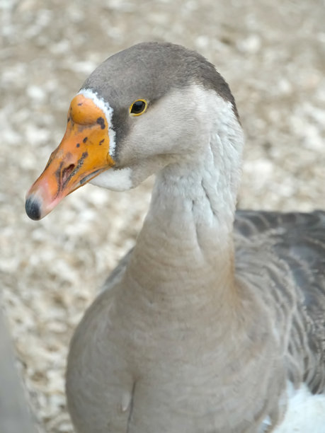 色彩斑斓的灰雁，鲜艳的喙和好奇的眼睛在农场院子里格外引人注目。它的羽毛和橙色的喙增添了一抹色彩，同时它仔细观察着周围的环境。竖版照片图片下载