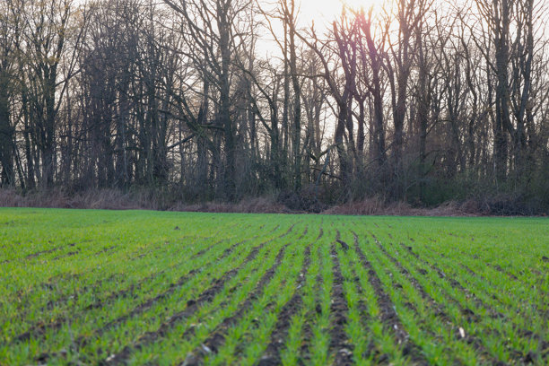 这张照片展示了一片田野，年轻的绿色幼苗整齐地生长在行列中。田野延伸到背景中的森林，森林里的树木高而细，光秃秃的，没有叶子。图片下载