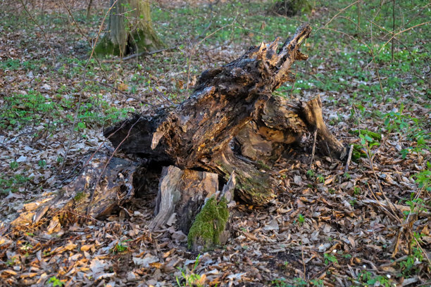 这张照片展示了一棵老树桩躺在森林中。树桩表面粗糙、开裂，边缘破碎且不平整。树桩的颜色从深棕色到黑色不等，带有一些浅色区域。树桩上可见苔藓和其他植物。图片下载