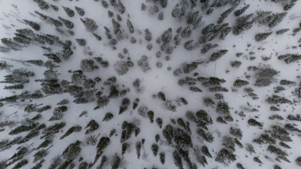 芬兰基蒂拉乡村的冬季森林鸟瞰图，覆盖着新雪和白色树木。无人机照片。图片下载