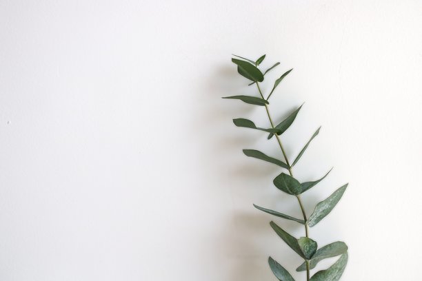 横向照片：白色背景上的桉树。图片下载