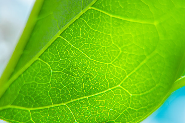 新鲜绿色叶子的微距照片，展示了叶脉。图片下载