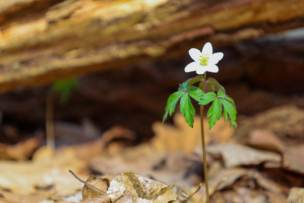 这张照片展示了一朵白色银莲花在落叶中生长的特写。花朵有六片花瓣，中央有黄色的雄蕊。银莲花的叶子呈鲜绿色，形状为掌状。图片下载