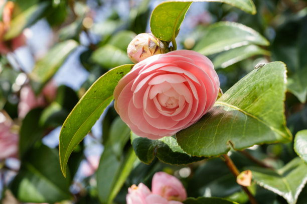 盛开的粉色山茶花特写照片图片下载