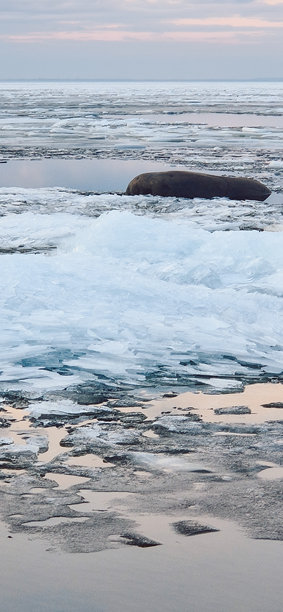 宁静的冰块在日落时分映照在平静的海洋水面上。竖版照片图片下载