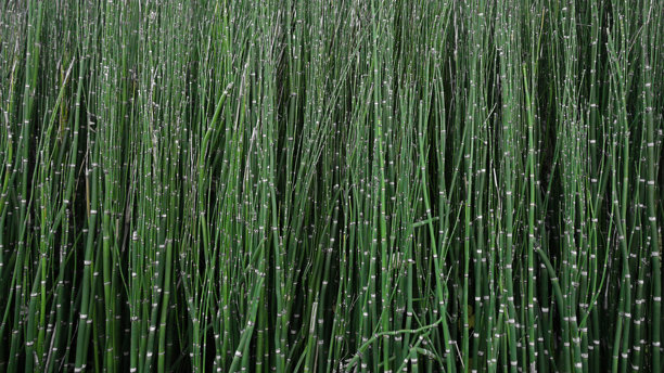 马尾草丛的特写背景素材照片图片下载