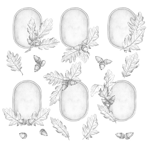 一组圆形框架，带有橡树叶和橡果的照片小插图，背景为白色。橡树，树叶，家谱，橡树皮，药物，家庭，属，历史。铅笔素描图片下载