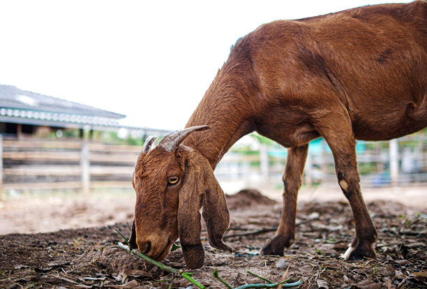 棕色山羊在山羊农场吃草，特写。头像照片。图片下载