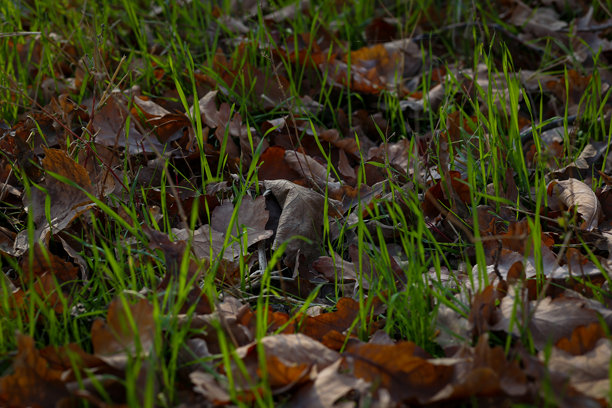 秋天橡树叶在草地上的特写照片图片下载