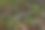 秋天橡树叶在草地上的特写照片图片下载