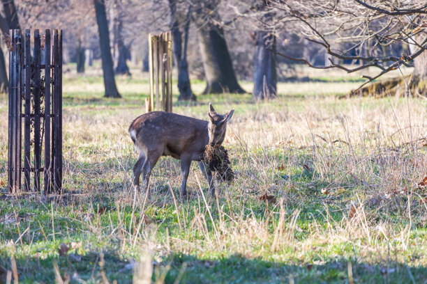 梅花鹿 - 日本鹿，母鹿与野山羊在草地和森林中。来自野生自然的照片图片下载