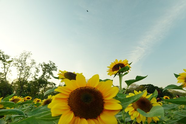 阳光明媚的向日葵田。背景是向日葵的照片。向日葵是像阳光一样的花朵。图片下载