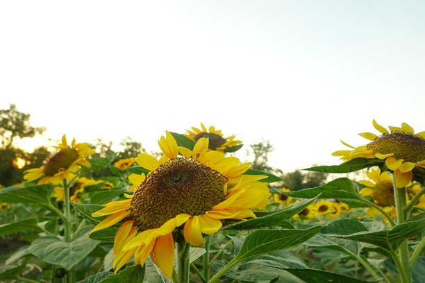 阳光明媚的向日葵田。背景是向日葵的照片。向日葵是像阳光一样的花朵。图片下载