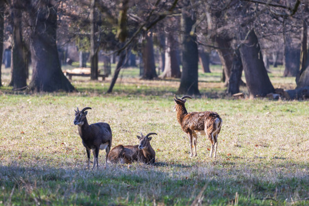 梅花鹿 - Cervus nippon，母鹿和盘羊在草地和森林中。来自野生自然的照片。图片下载