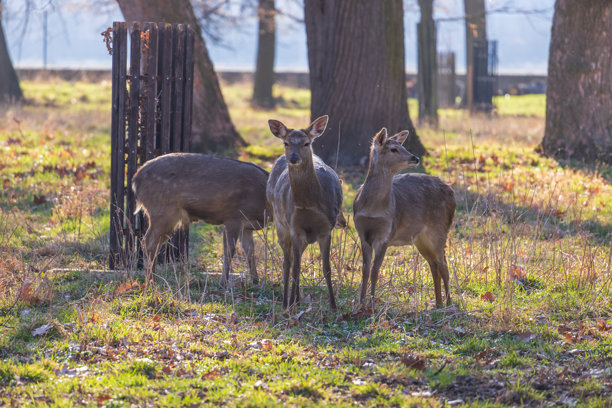 梅花鹿 - 日本鹿，母鹿与野羊在草地和森林中。来自野生自然的照片。图片下载