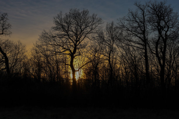 这张照片展示了浓密森林后方的日落。太阳在地平线下落，树木之间形成了一道明亮的光线。图片下载