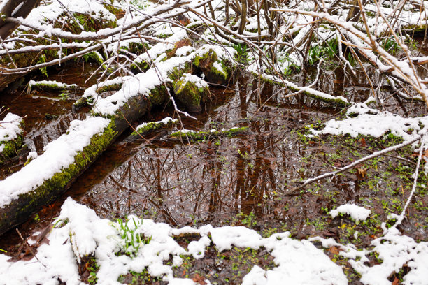 这张照片展示了一片被雪覆盖的森林中的小水体。水面映照着光秃的树木。树枝和倒下的树干上覆盖着雪和苔藓。图片下载