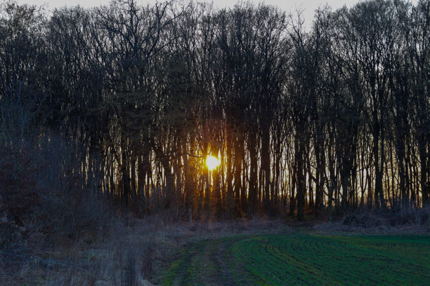 这张照片展示了密林中的日落。太阳在地平线下落，树间透出明亮的光线。树木高而细，没有叶子，树枝向天空伸展。图片下载
