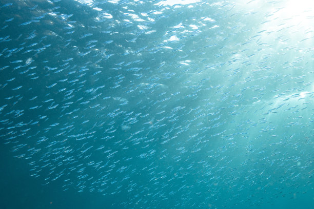 奇妙而动感的水下照片，展示了鱼群在蓝色海洋中翩翩起舞。图片下载