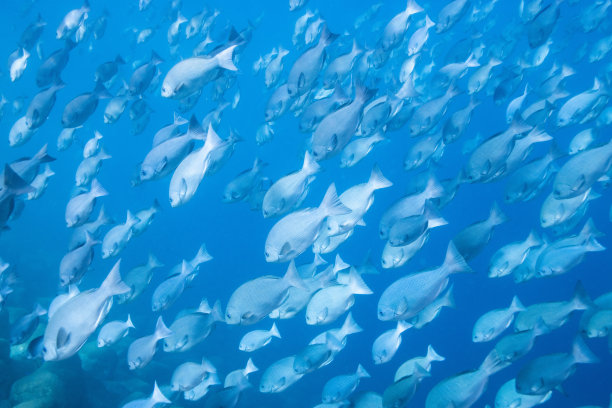 奇妙而充满活力的水下照片，展示了鱼群在蓝色海洋中舞动的场景图片下载