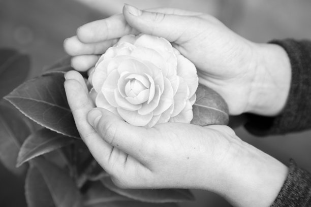 一个人手中捧着一朵白玫瑰，黑白照片。图片下载