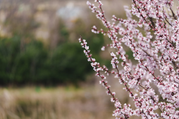 春季三月至四月盛开的白色樱花特写照片图片下载