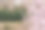 春季三月至四月盛开的白色樱花特写照片图片下载