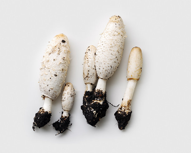 新鲜采摘的毛发墨水帽蘑菇，背景为白色，健康的天然食品。野生白色可食用蘑菇，常见的真菌，以极简风格平铺展示。美观的俯视照片，秋季食物。图片下载