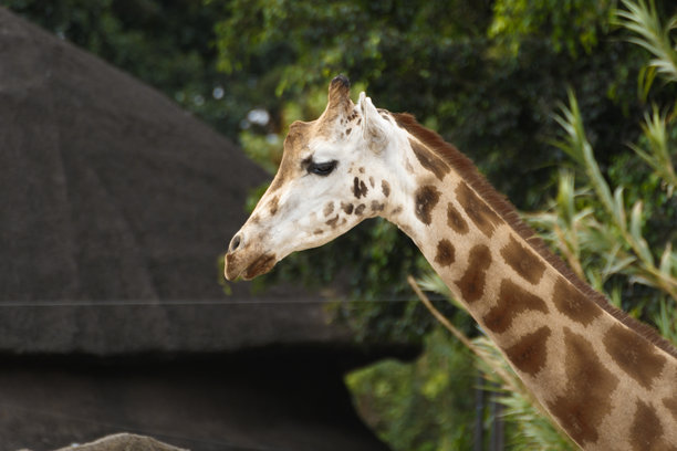 可爱的婴儿长颈鹿图片图片下载