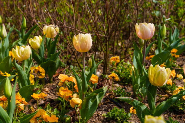 春天盛开的黄色郁金香花的特写照片图片下载