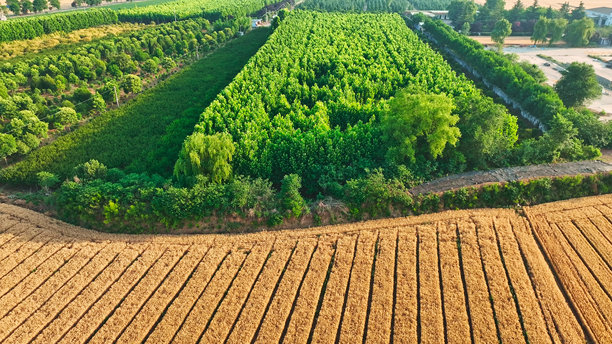 河南省济源市的城市与乡村小麦田航拍照片，亚洲。图片下载