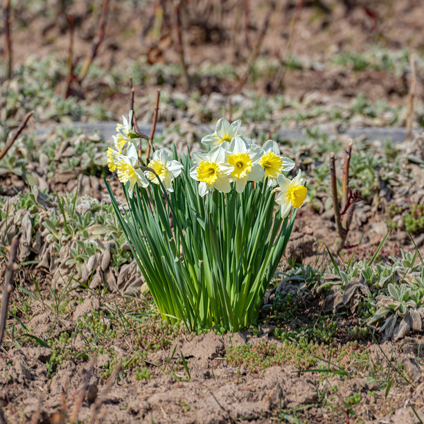 一张正方形的照片，展示了早春公园花坛中的第一批春花——水仙花（Narcissus）。图片下载